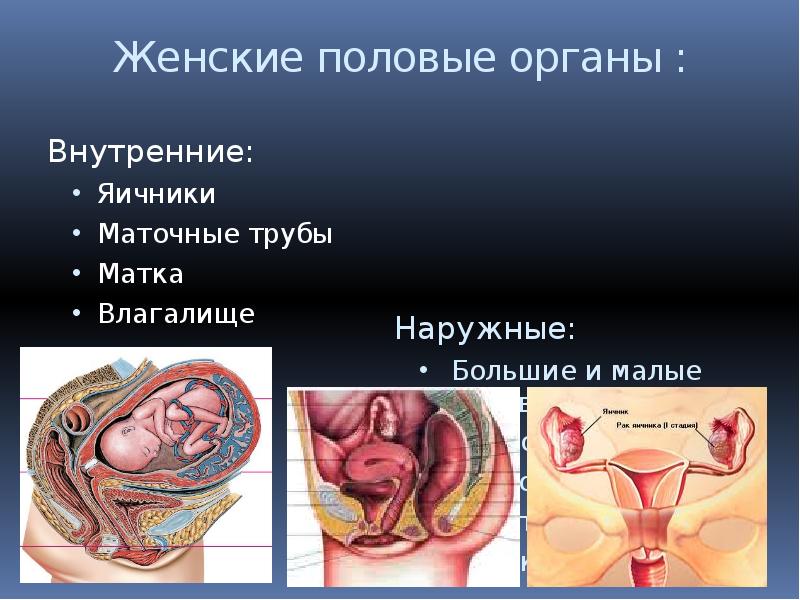 Женская внутренняя половая система. Внутренние женские половые органы. Анатомия женской половой системы. Строение женских.половых органов. Строение полового органа женщины.
