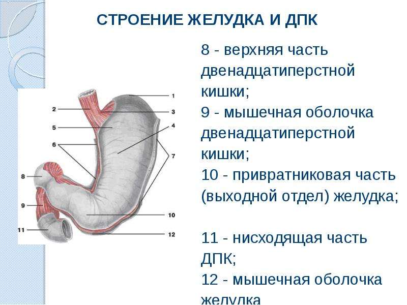 Где находится антральный отдел. Пилорический отдел желудка анатомия. Строение 12 перстной кишки анатомия.