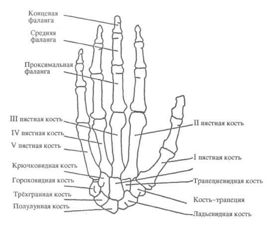 Фаланга пальца это где фото на руке