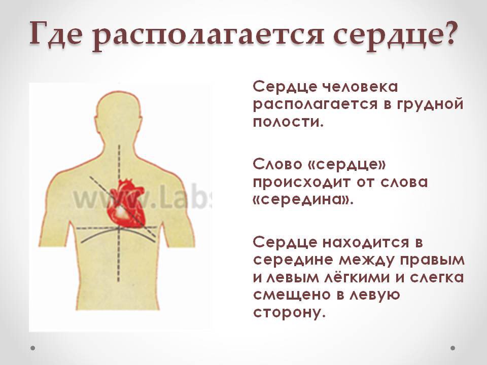 Где у человека находится сердце показать на картинке