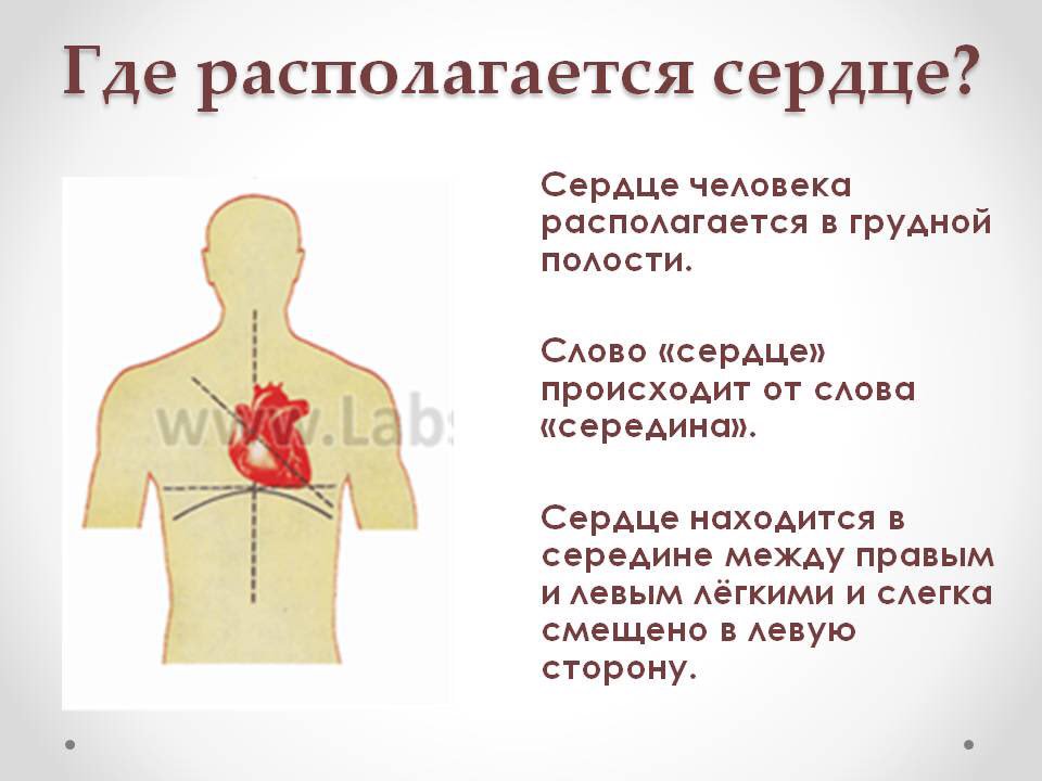 Рисунок где находится сердце у человека