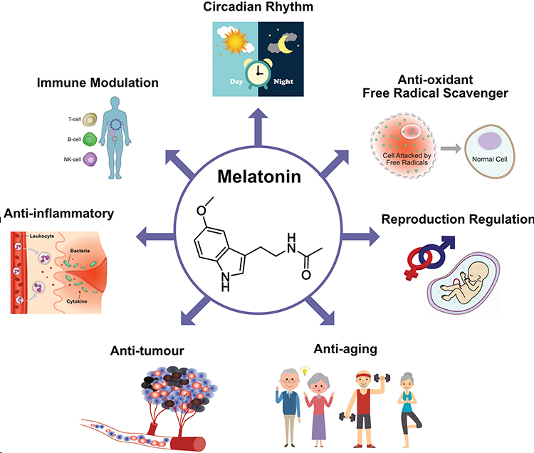 Мелатонин функции гормона. Мелатонин. Мелатонин действие гормона. Мелатонин гормон физиология. Функции гормона мелатонина.