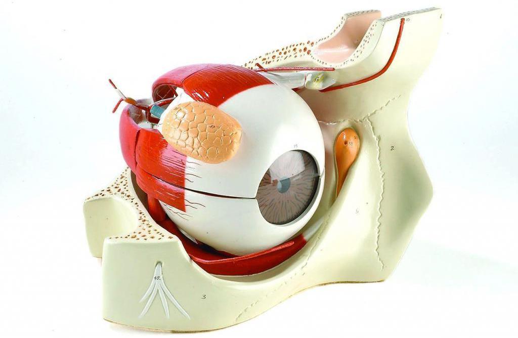Анатомия глазного яблока (модель)
