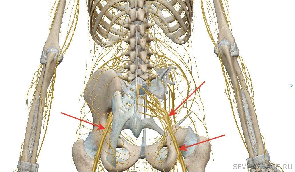 Нерв в правой ягодице. Седалищный нерв анатомия ветви. Седалищный нерв анатомия 3д.
