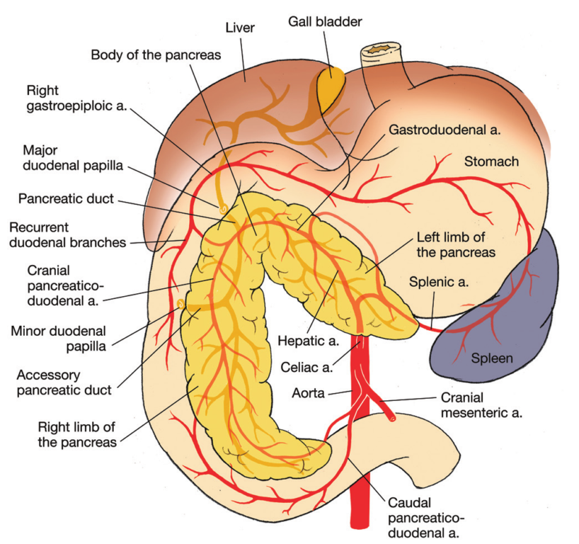 Селезенка это орган. Внутренние органы человека селезенка. Селезенка анатомия расположение. Печень и селезенка анатомия. Селезеночно ободочная связка.