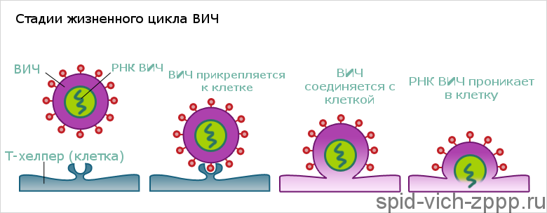 Этапы жизненного цикла ВИЧ