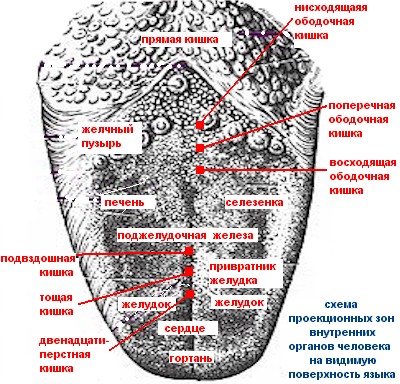 Определение болезни по языку в картинках диагноз. Проекция органов на языке человека. Зоны внутренних органов на языке. Проекционные зоны внутренних органов на языке.