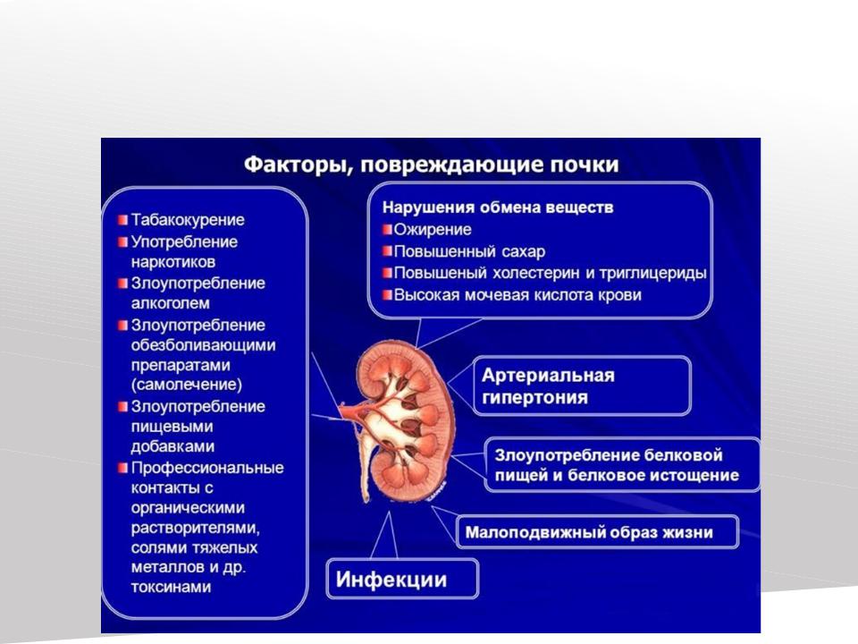 Презентация на тему хроническая болезнь почек