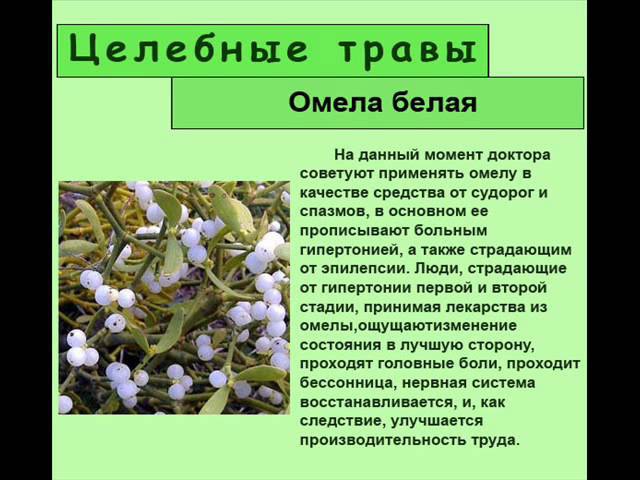 Амелия растение фото и описание