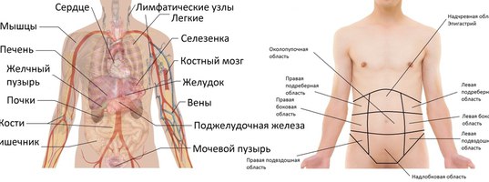 Где находится сердце у человека с какой стороны у женщин и как болит фото