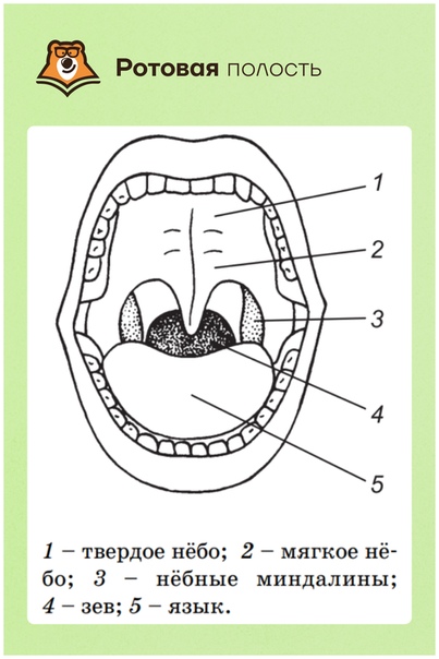 Полость рта схема