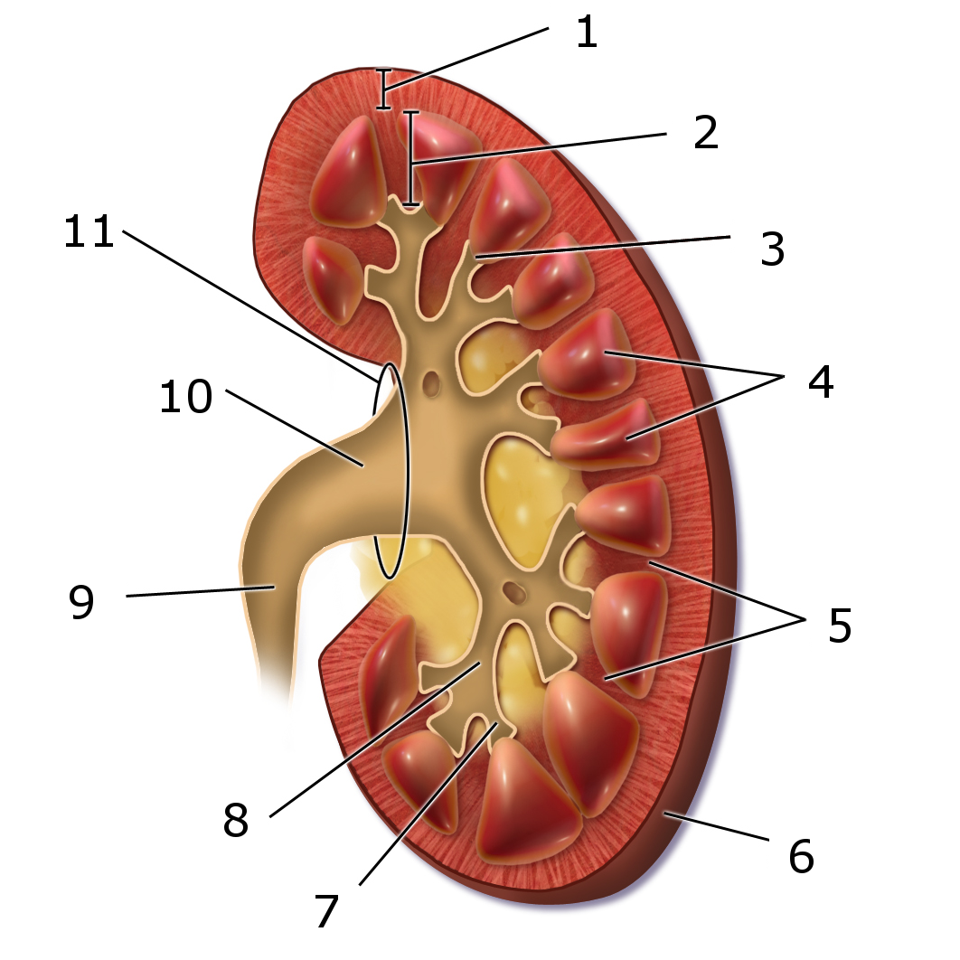 Схема почки фото