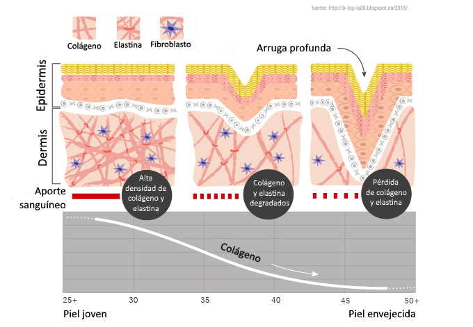 Коллаген под кожу. Эластин и коллаген. Строение кожи коллаген эластин. Коллаген для кожи. Восстановление коллагена в коже.