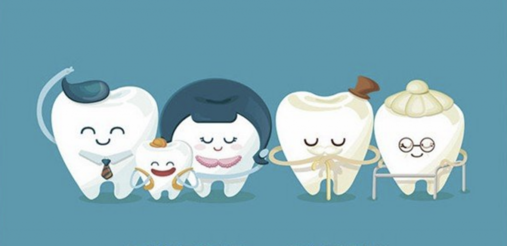 HealthyTeeth-Tooth-Development