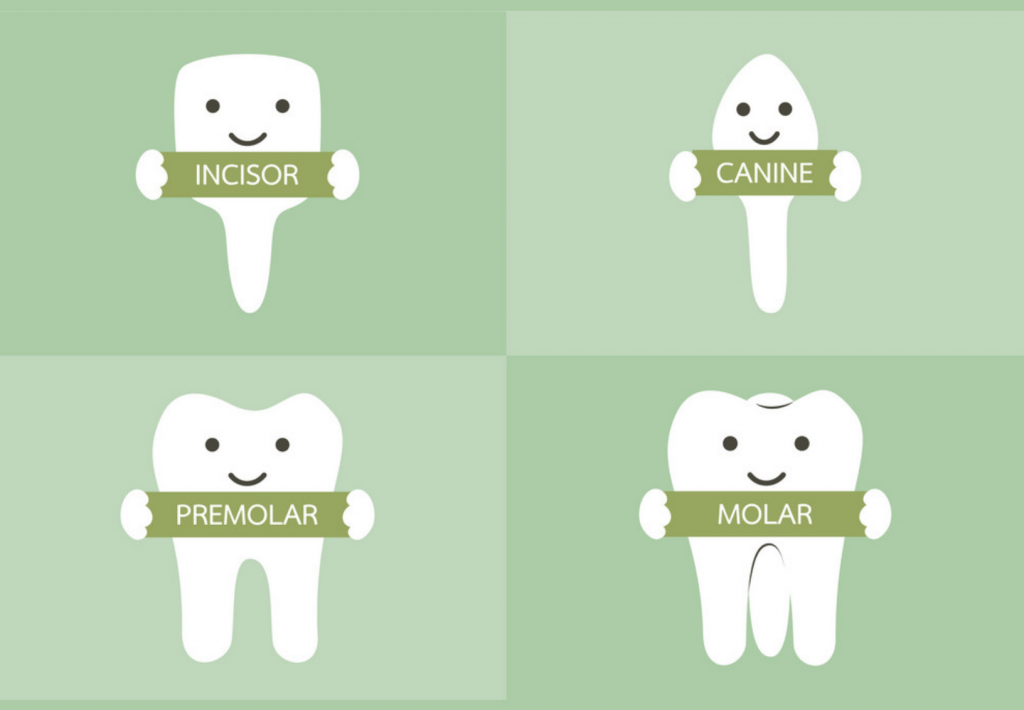 Types Molars, Canine, Incisors
