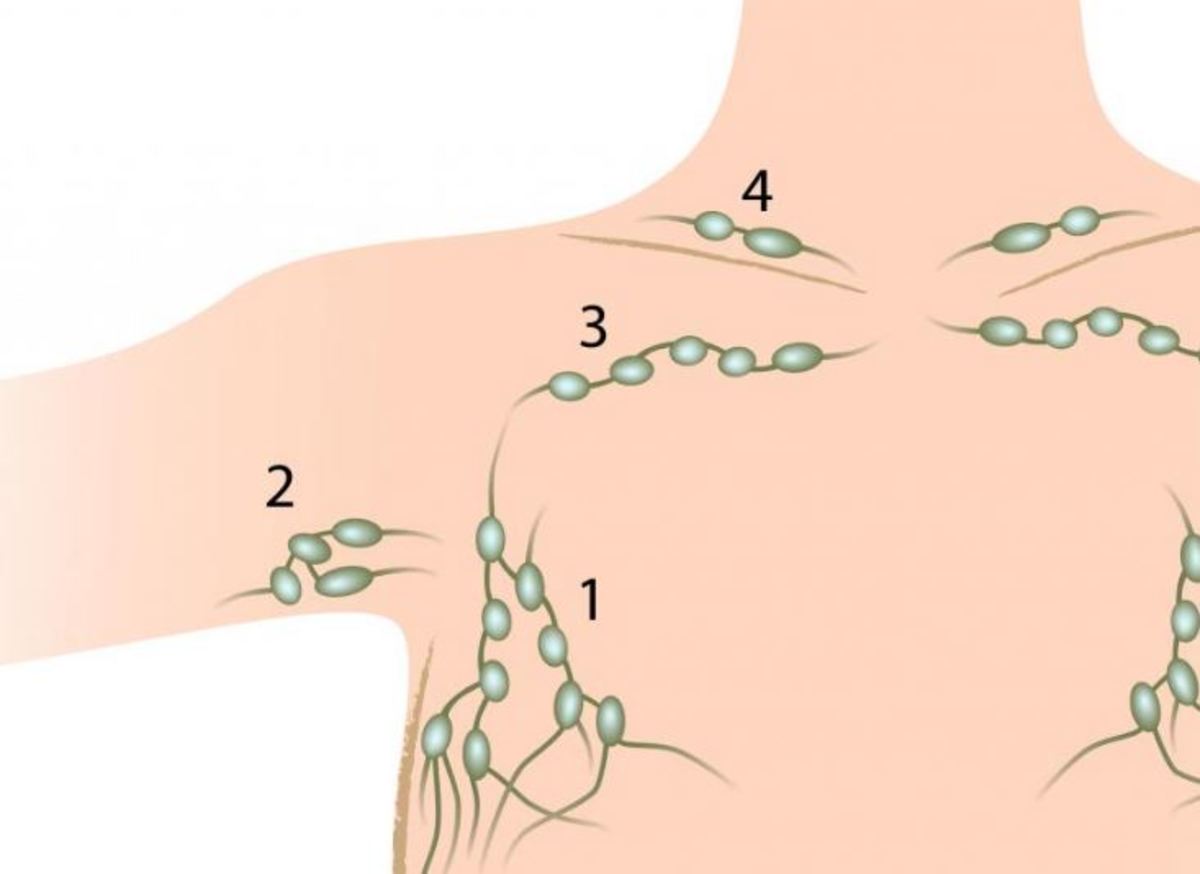 лимфатические узлы груди у женщин фото 64