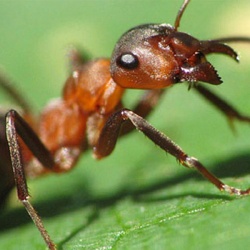 Как идентифицировать укус насекомого и оказать первую помощь