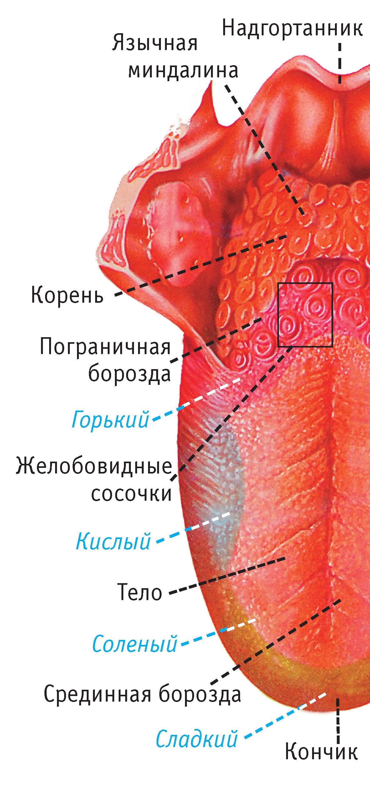 Где находится корень языка у человека фото