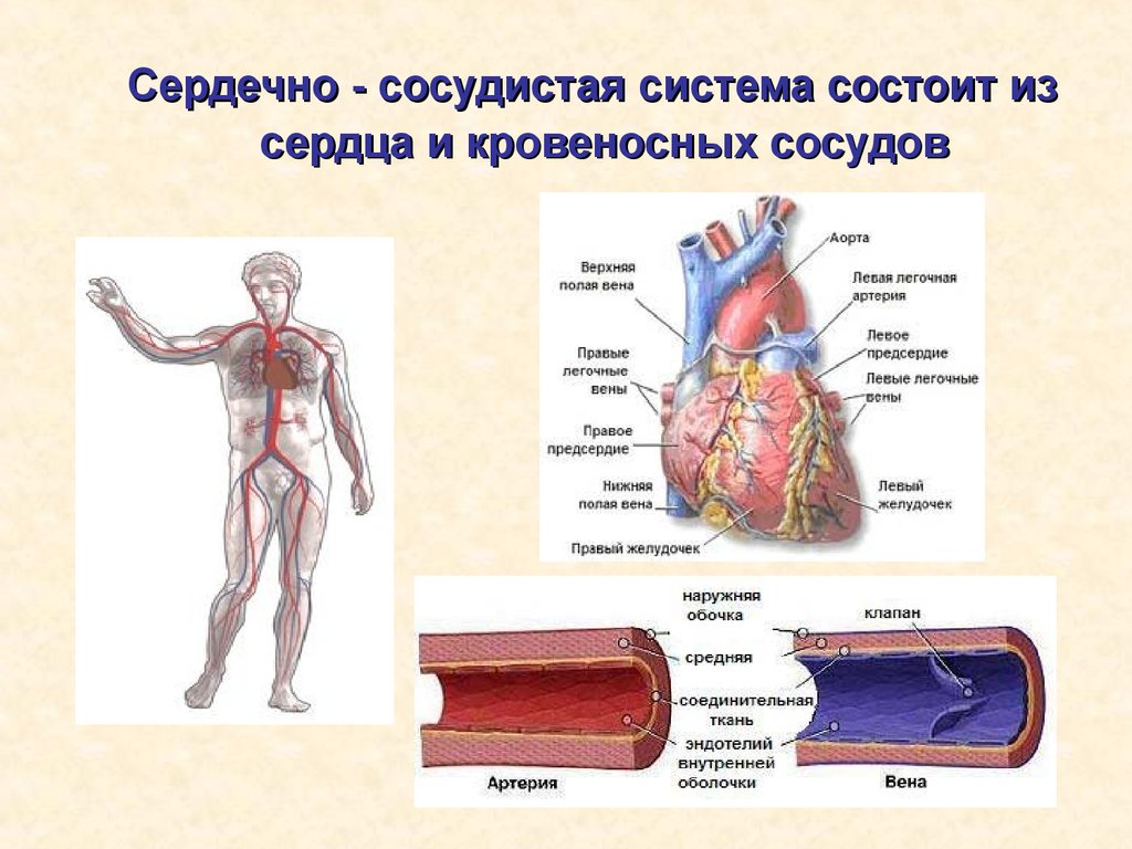Артерии человека