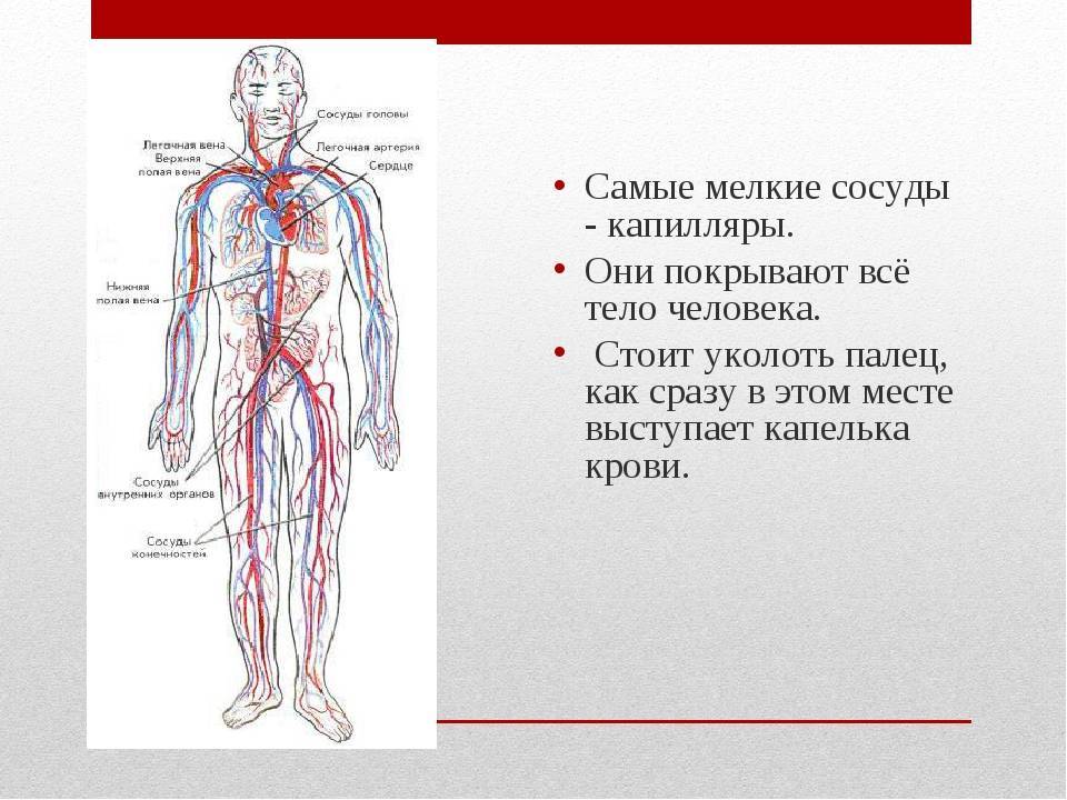 Вены и артерии человека схема строение