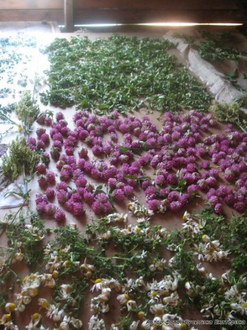30 чайных трав и растений. Список чайных трав (листья, цветки)